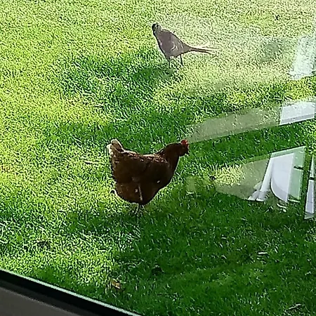 Bauernhof Urlaub Nr 2 - 2-personen Daire *